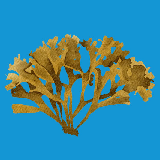 The Healing Powers of Sea Moss: Nature’s Gift to Wellness - Lotus Sea Moss 🪷